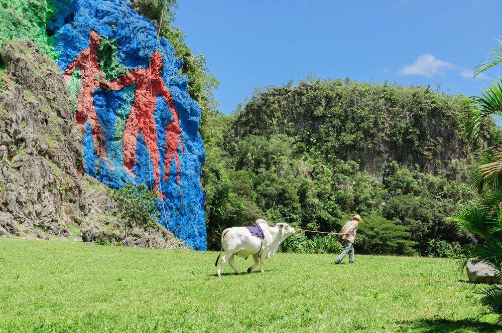 An animal with its owner near the Viñales Mural de la Prehistoria