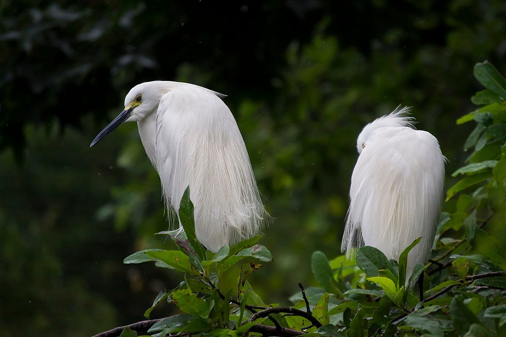 Exotic white birds at Virginia Living Museum