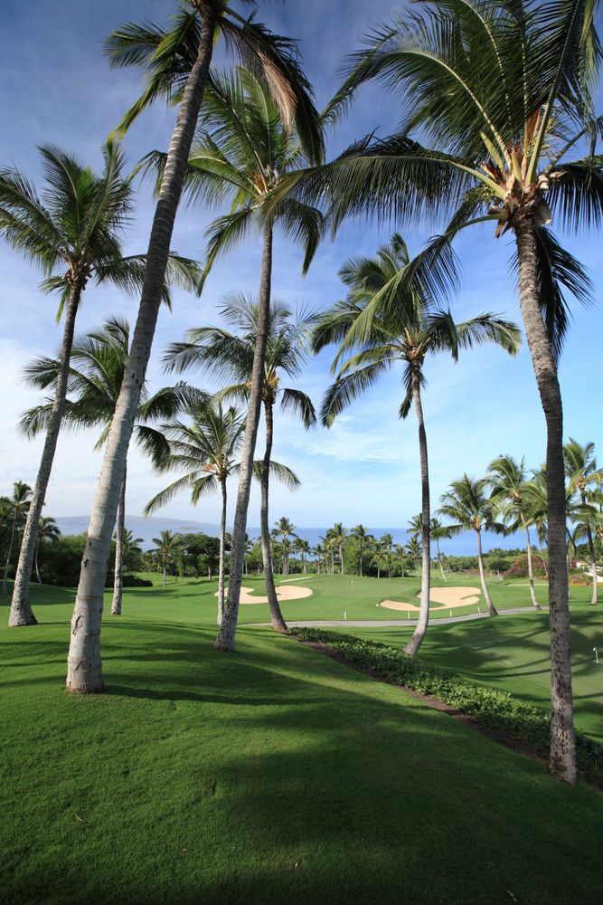 Wailea Golf Club with tall coconut trees in the forefront