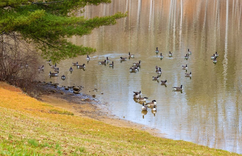 Ducks at Warriors' Path State Park