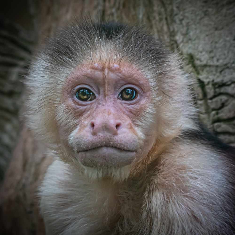 Monkey at Washington Park Zoo