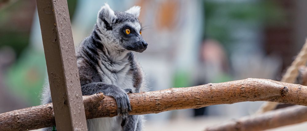 Lemur at Washington Park Zoo
