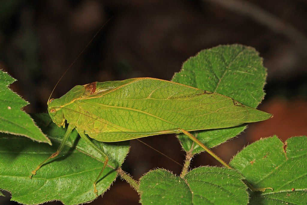 Insect looking like a leaf at Watkins Regional Park