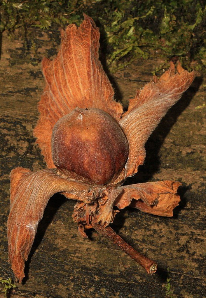 Hazelnut at Watkins Regional Park