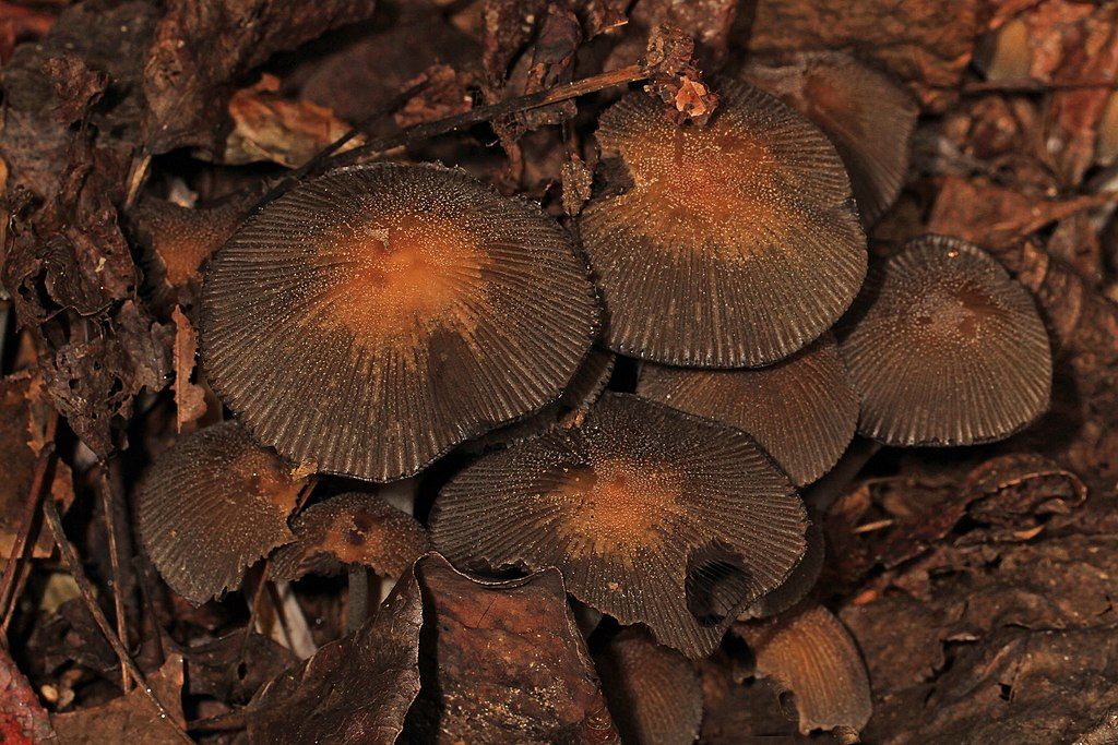 Mushrooms at Watkins Regional Park