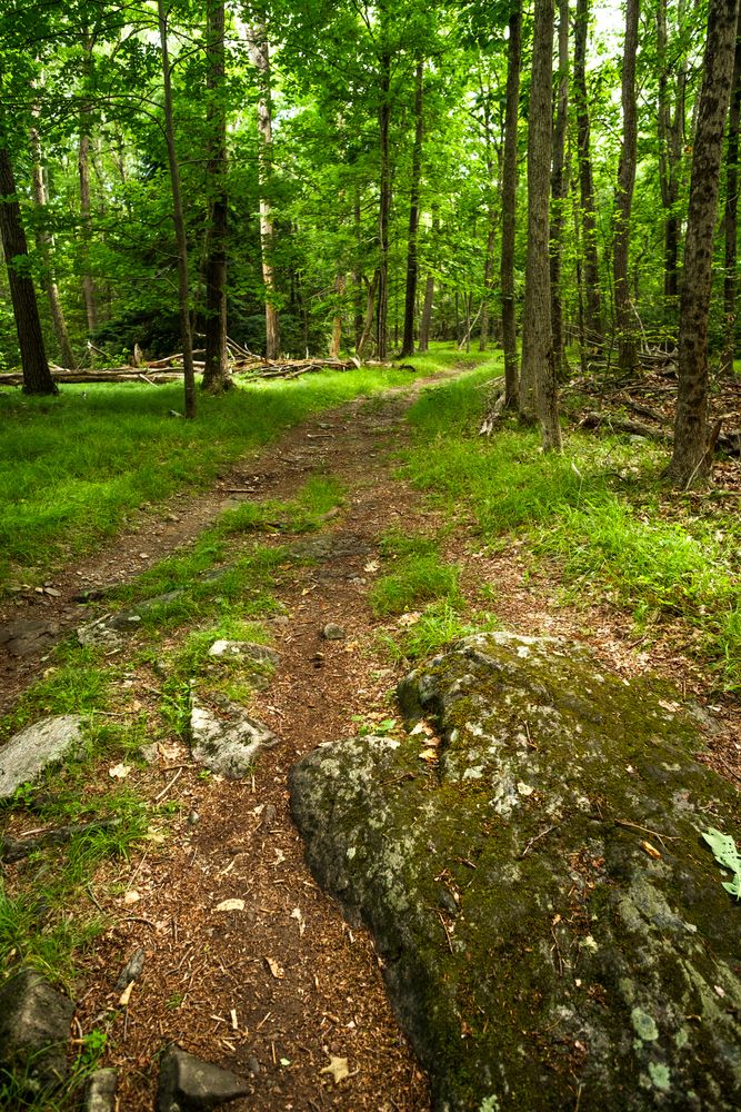 Nature trail at Wawayanda State Park