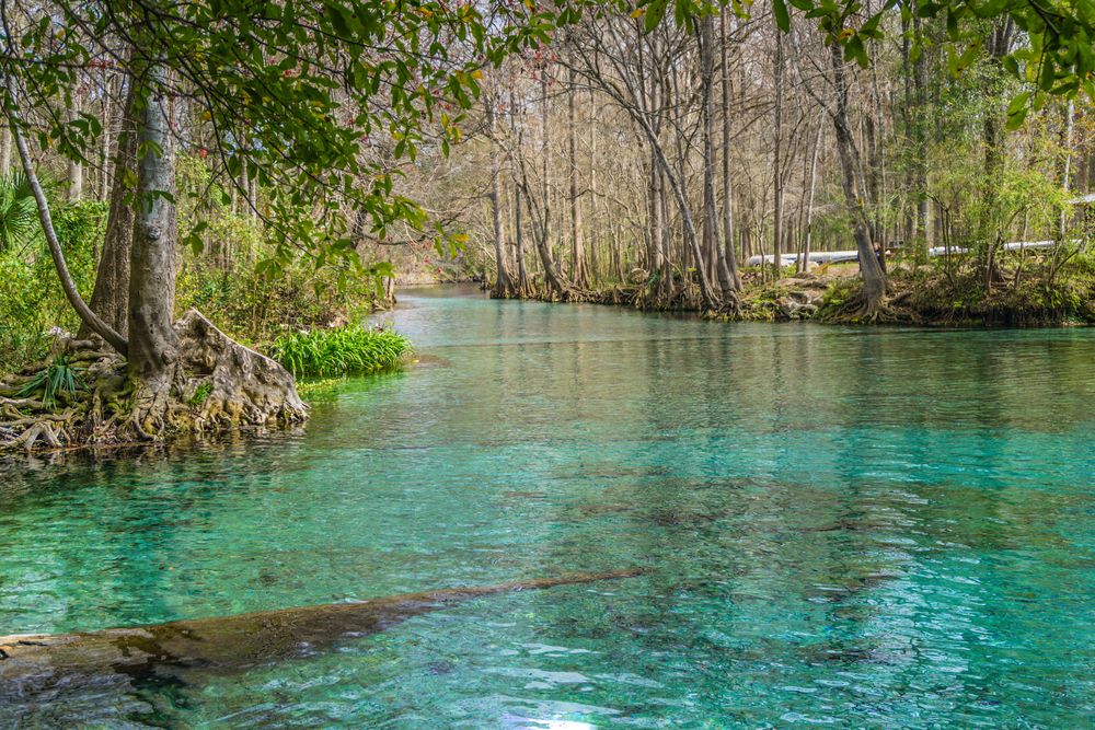 Pristine water at Weeki Wachee Spring