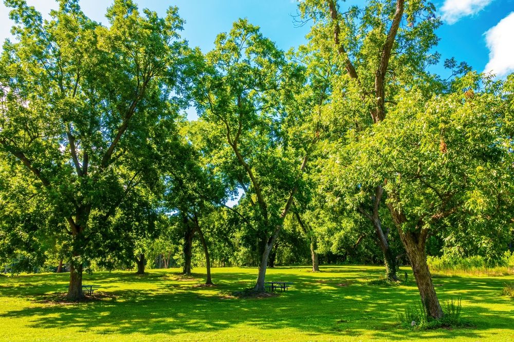 Lush green lawn and trees at Wendell Park