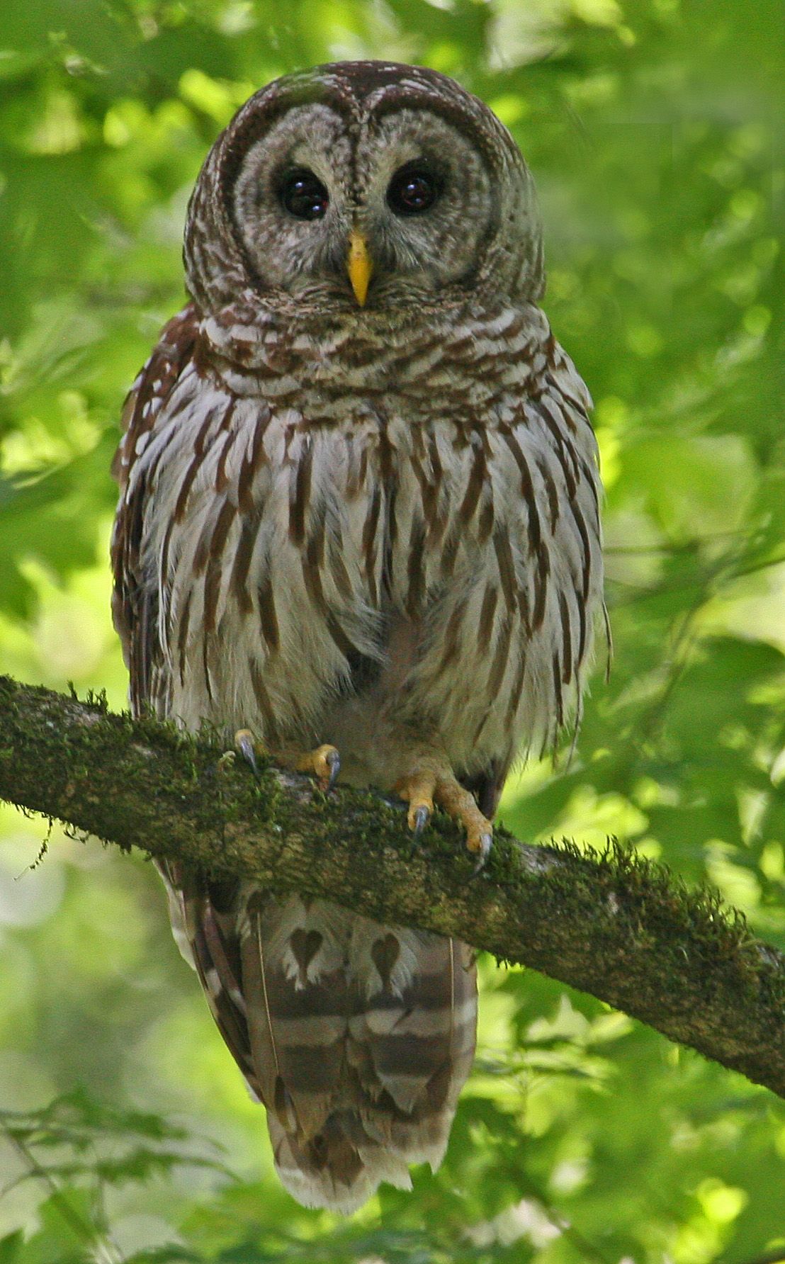 Owl at Wes Skiles Peacock Springs State Park