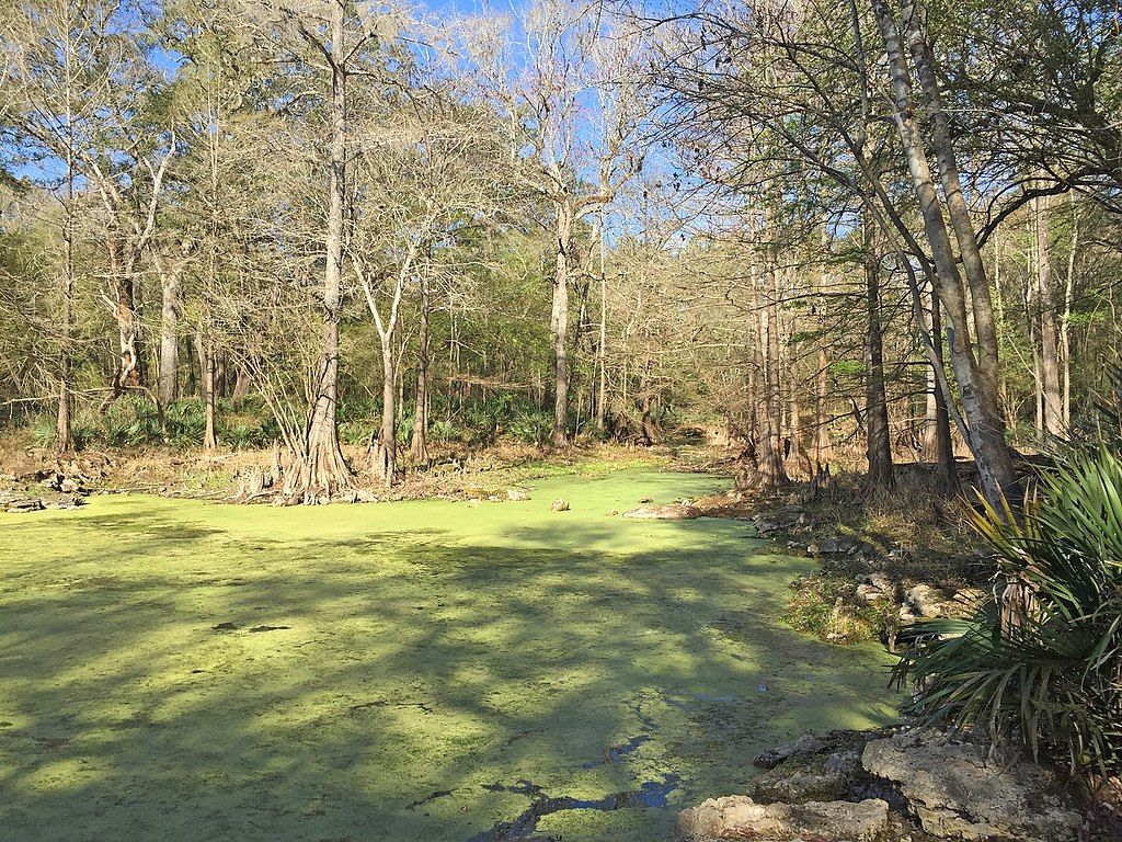 Scenic view of Wes Skiles Peacock Springs State Park