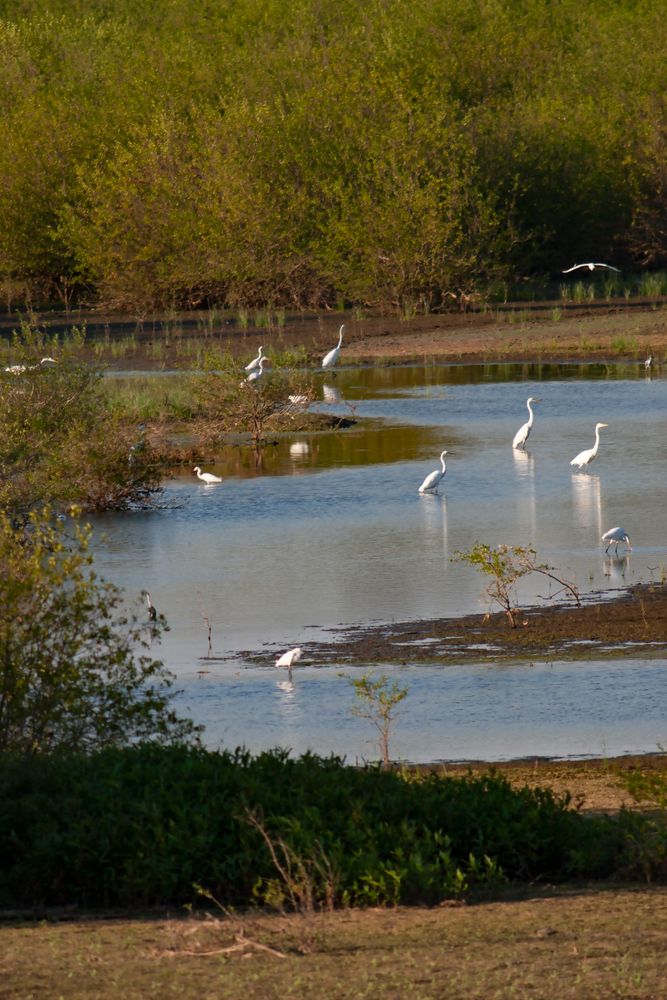 Birds resting on a Wetland Park in Denton