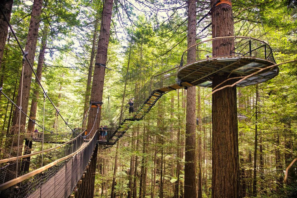 Tree top walk in Whakarewarewa Redwoods