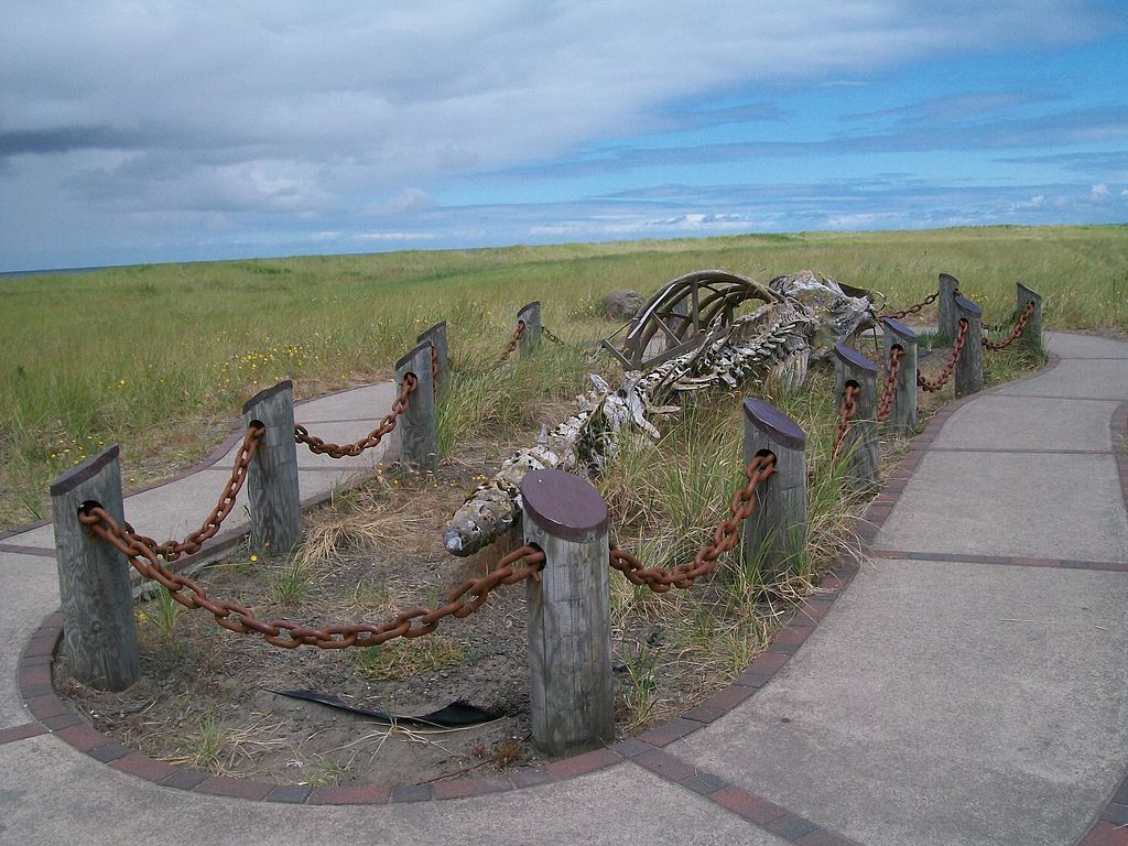 Daytime view of the Whale Skeleton
