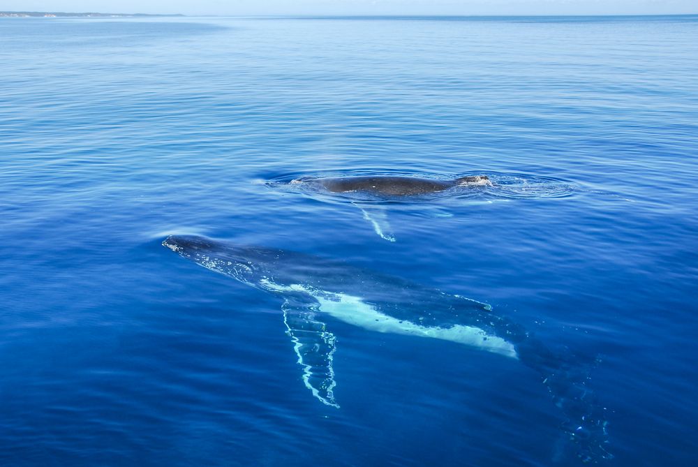 Whale Watching at Hervey Bay