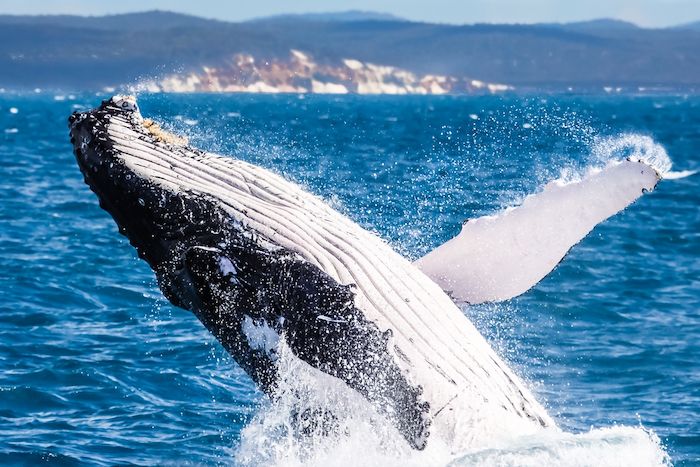 Whale Watching
