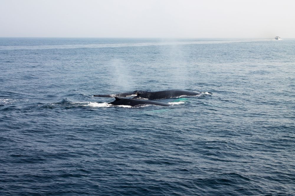 Pictures of whale captures from a cruise
