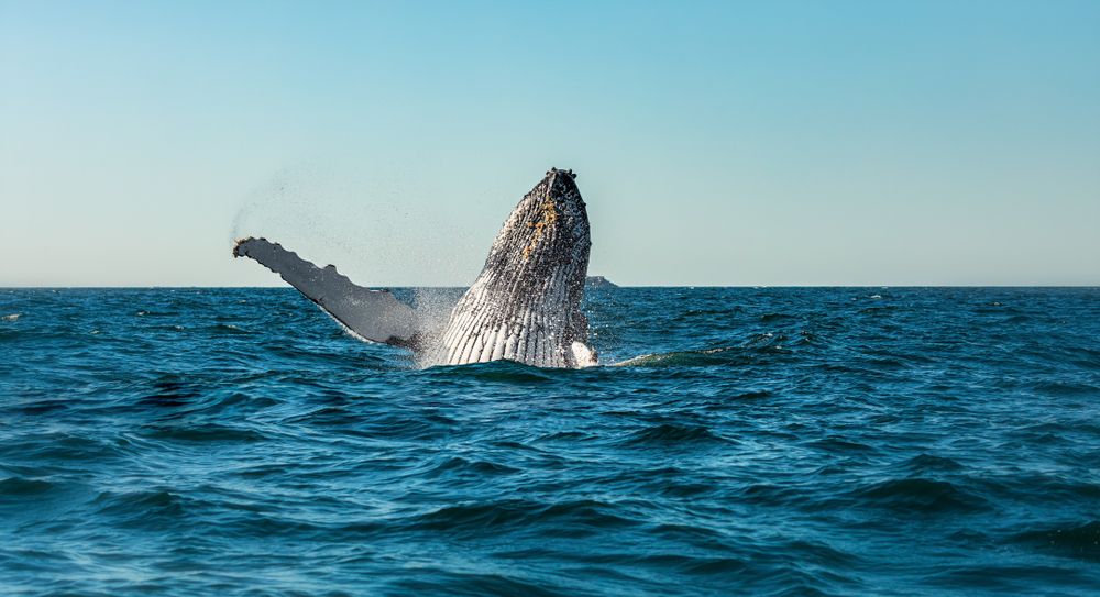 A Whale in Byron Bay