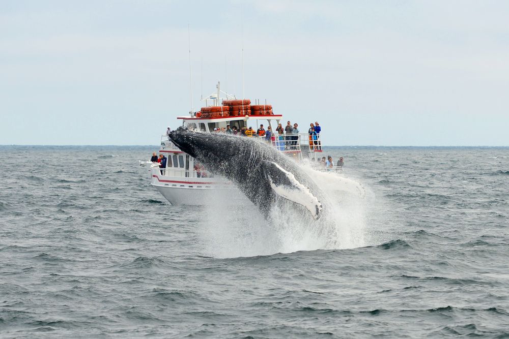 Whale watching in Gloucester