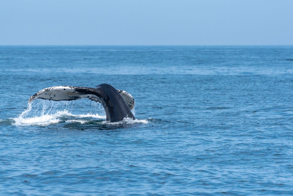 Whale at Gloucester