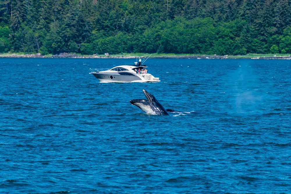 Whale watching at Juneau
