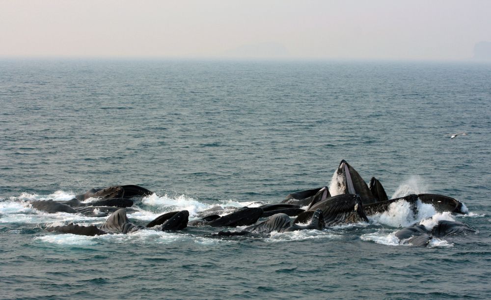 Whales in Juneau