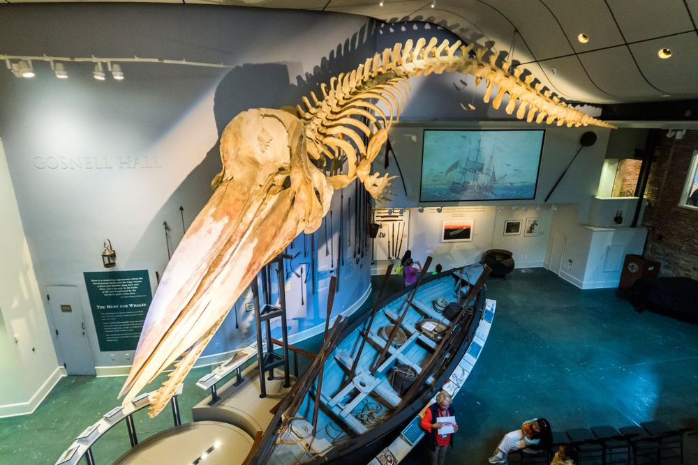 46-foot long sperm whale skeleton in Whaling Museum