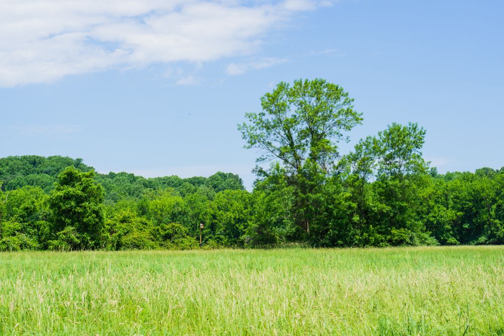 Tall grasses at White Clay Creek State Park