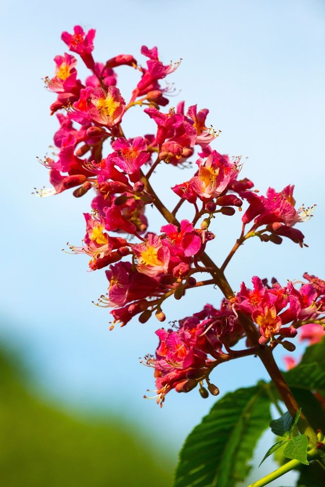 Pretty red flowers at Wickham Park