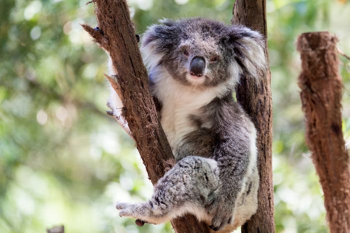 Wildlife Sydney Zoo