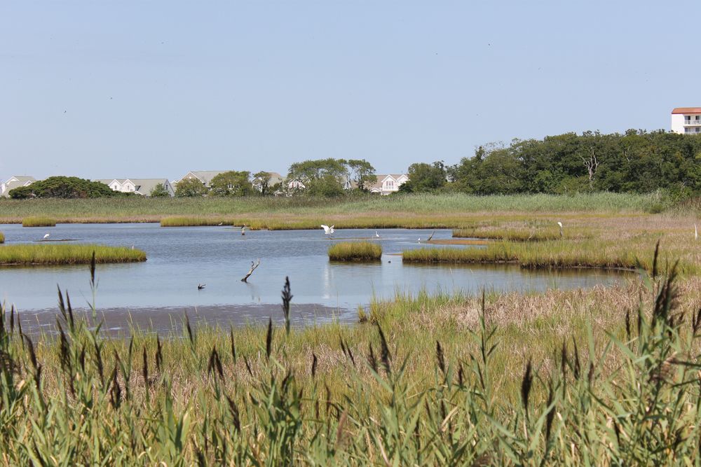 Birds at Wildlife refuge in Cape May