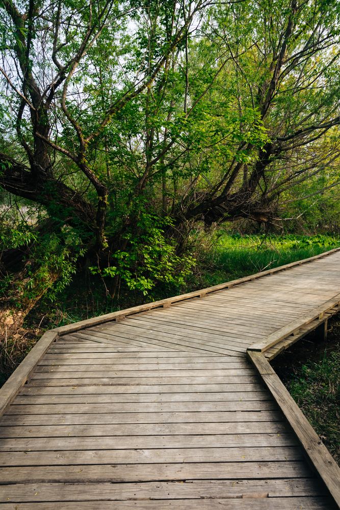 Boardwalk trail in Wildwood Park
