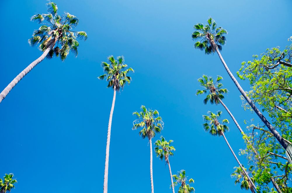 Palm trees at Will Rogers Memorial Park