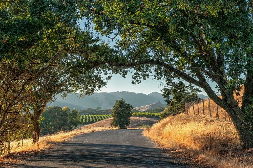 Sonoma Valley road