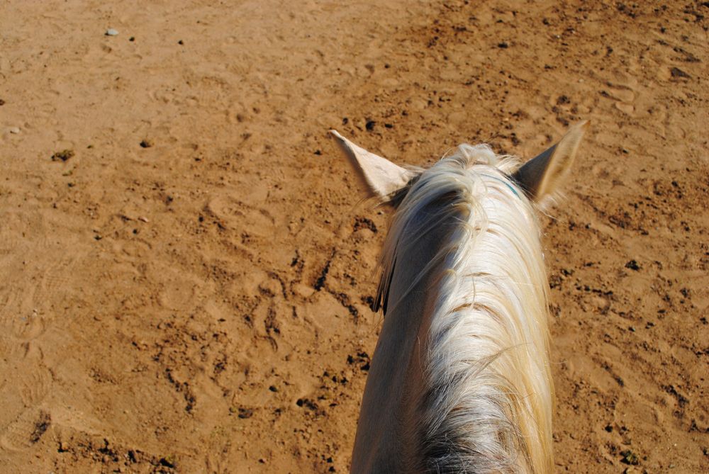 Horse in Wine Country Trails