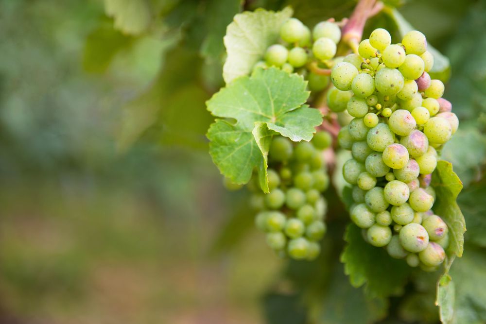 Vineyards with fresh grapes in Moselle valley