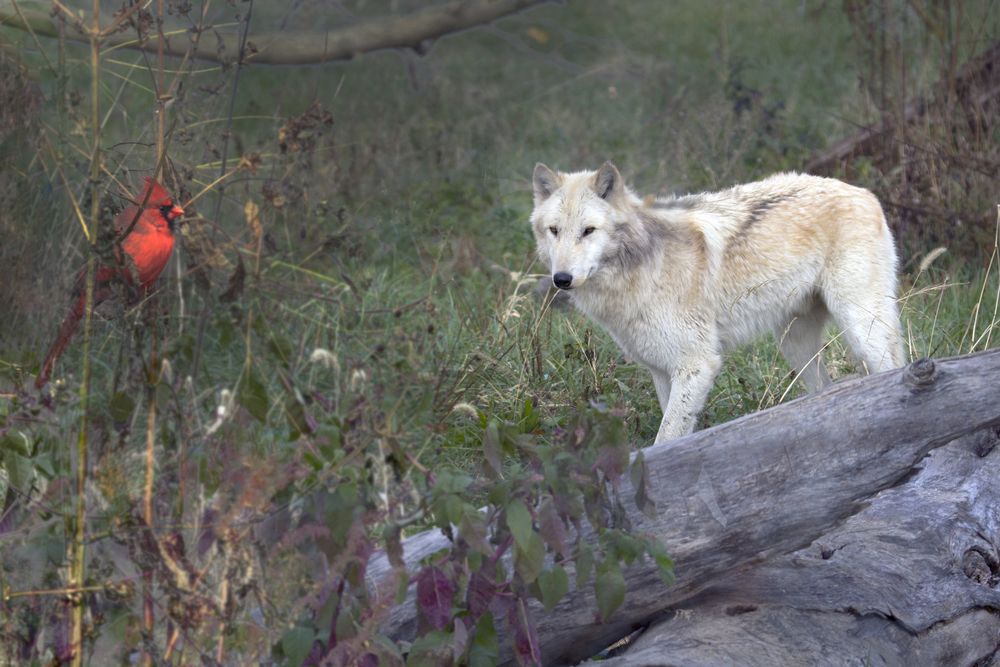 View of a Wolf at Wolf Park in Indiana