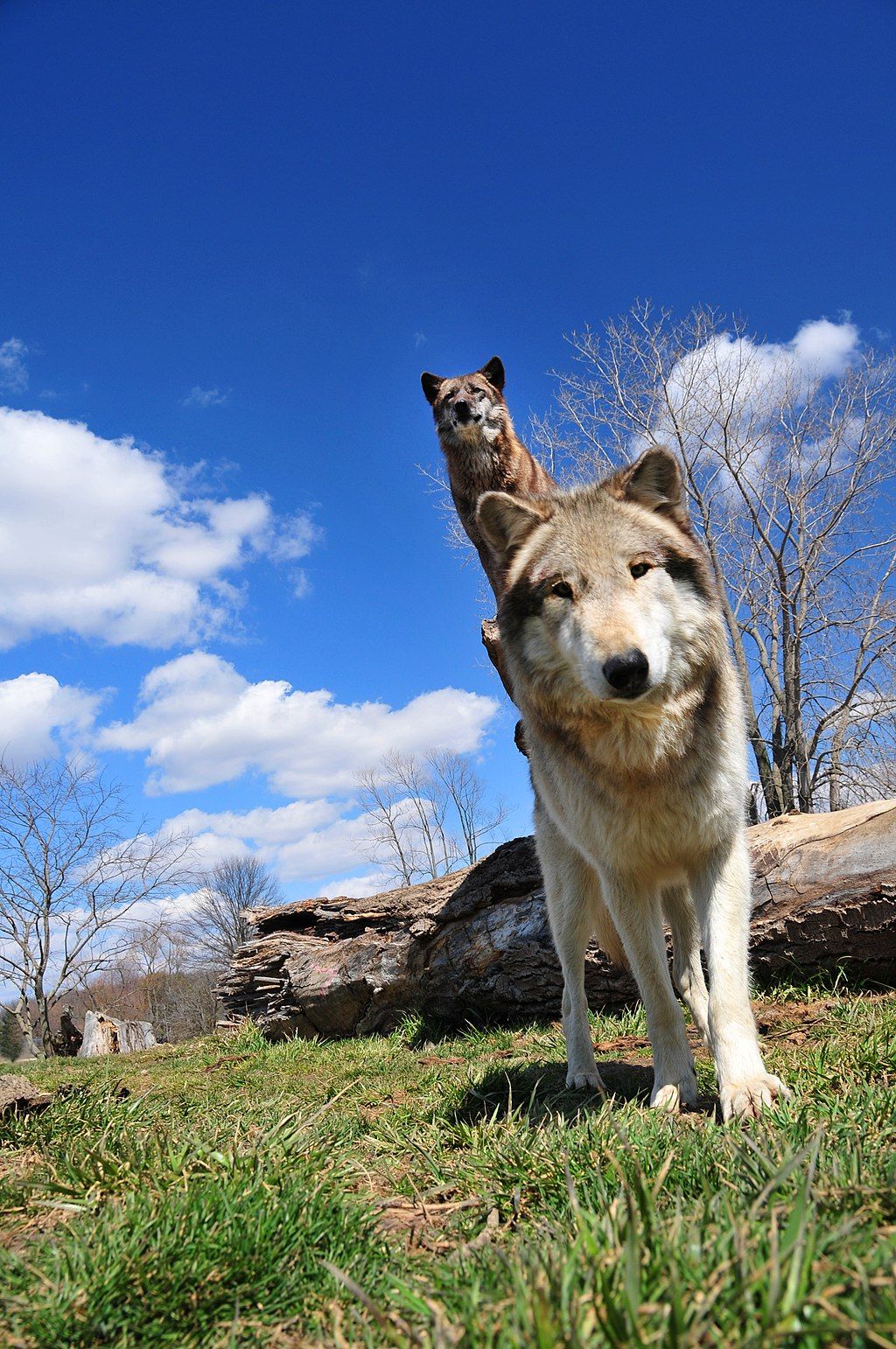 View of Wolves at Wolf Park in Indiana