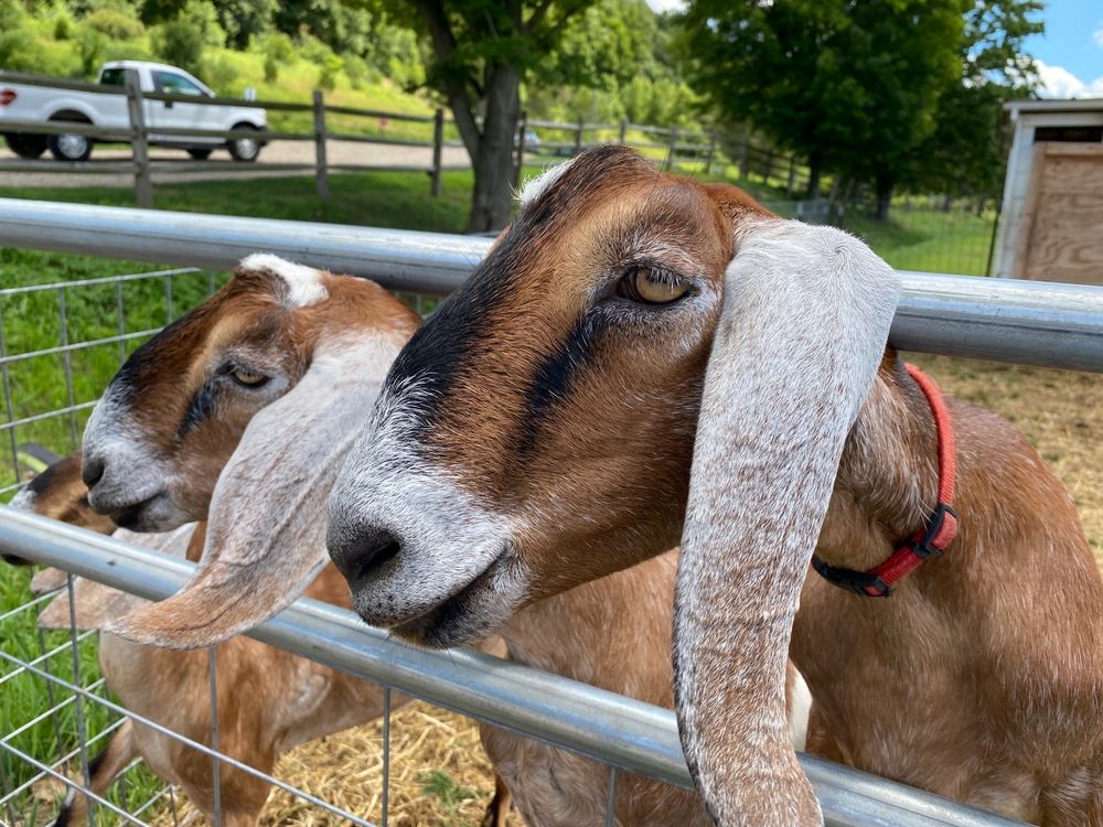 Goats for sale at Woodbury Farmers Market