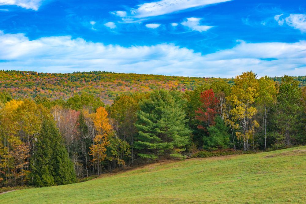 Scenic view of Brattleboro forest