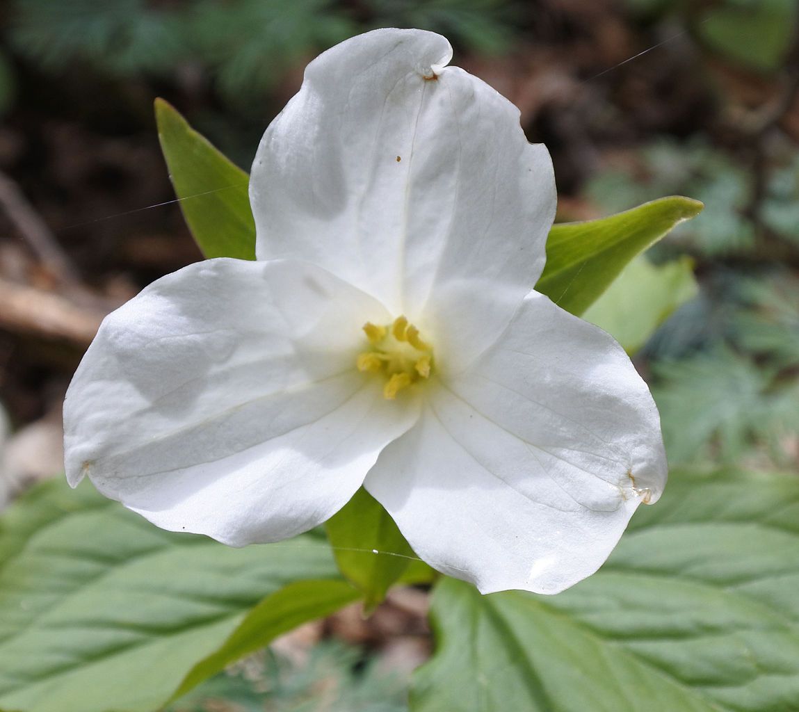 Flower at Wooster Memorial Park