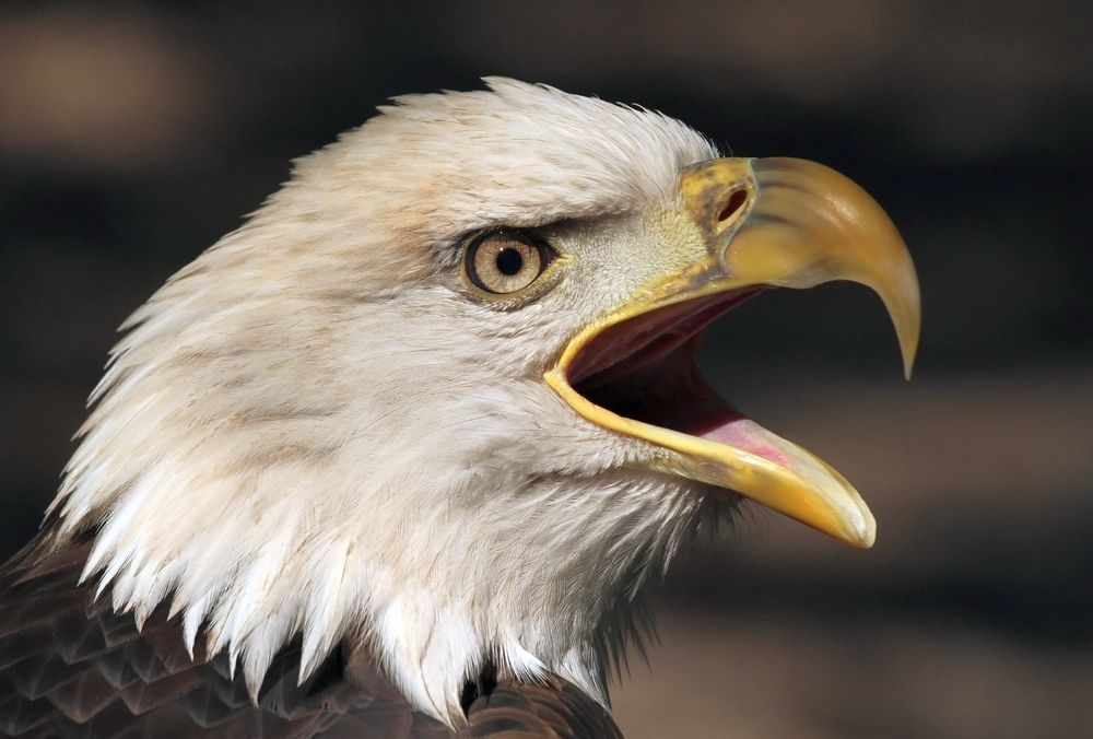 Eagle at the World Bird Sanctuary