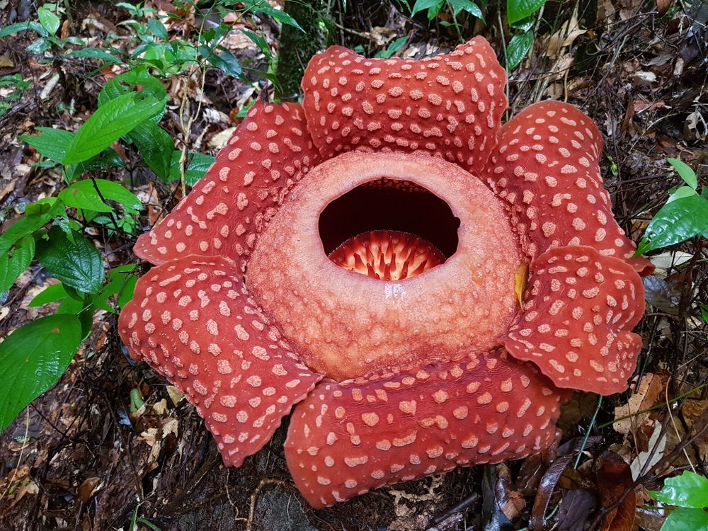 Closer view of the World's Largest Flower