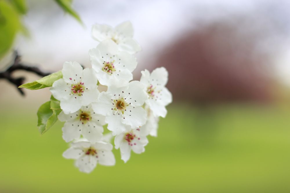 Full bloom at Yakima Area Arboretum
