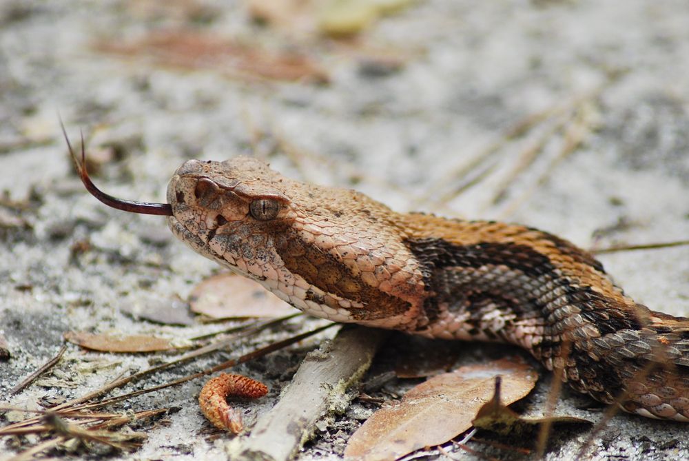 Rattlesnake at Yawkey Wildlife Center
