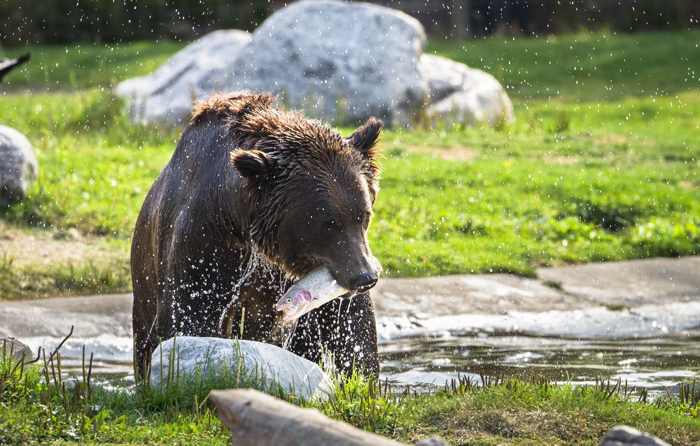 A bear eating a fish at Yellowstone National Park