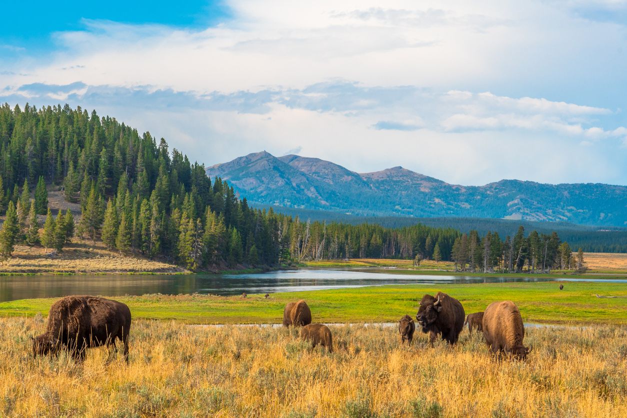 Scenic view of Yellowstone National Park
