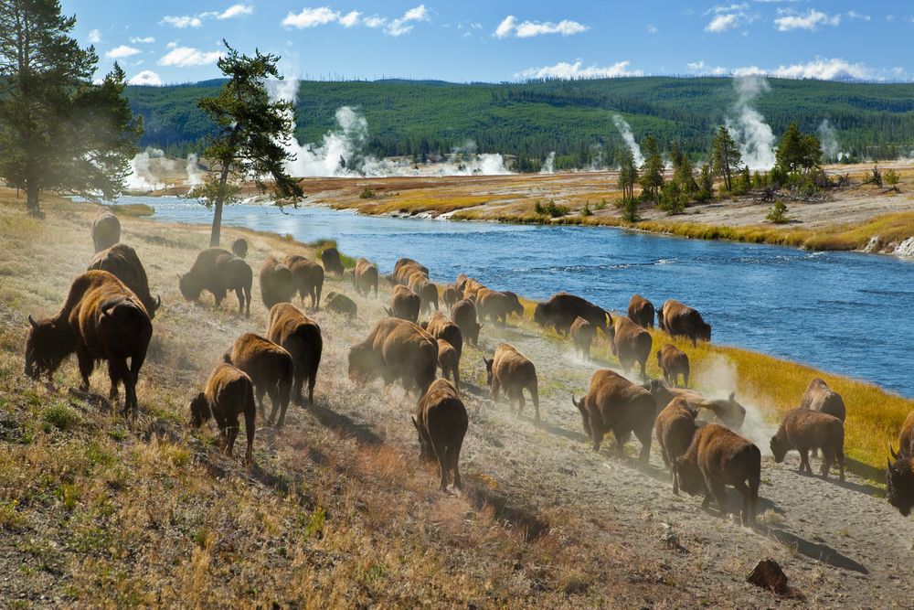 Bisons near Firehole river in Yellowstone National Park