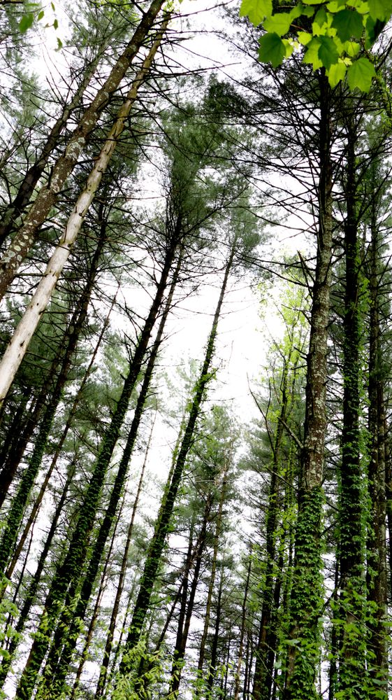 Tall trees at Yellowwood State Forest