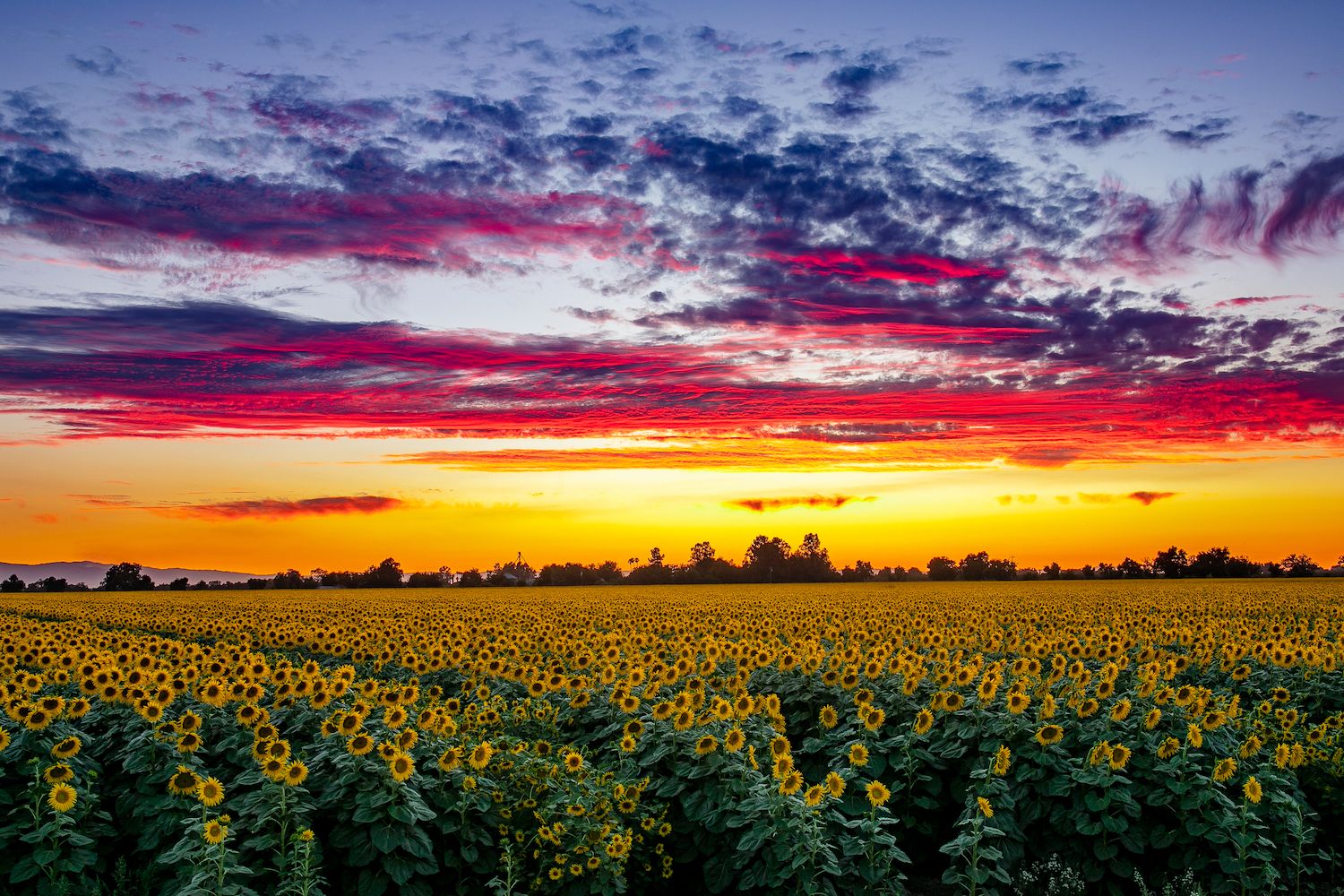 15 Best Things to Do in Yolo County, CA Travel Lens