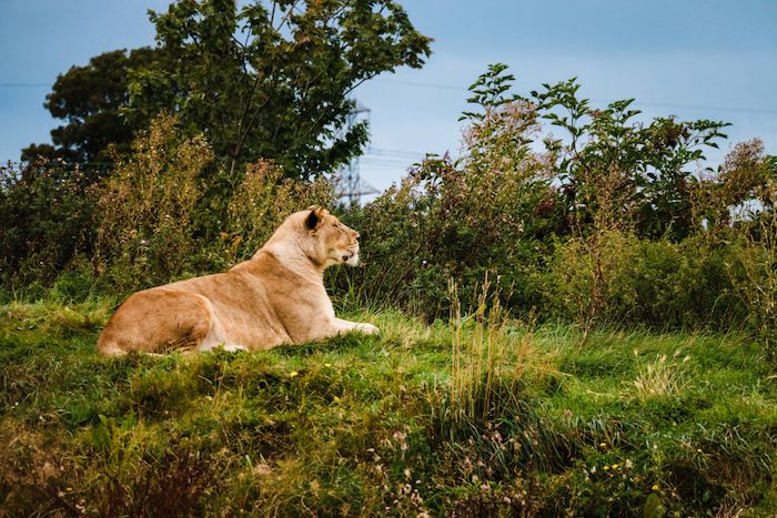 A lion in Yorkshire Wildlife Park
